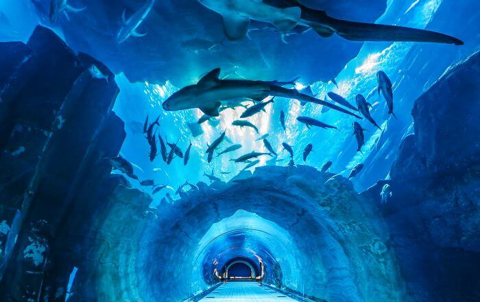 Dubai Aquarium – The Underwater Zoo - Tourist Spots To Visit In Dubai