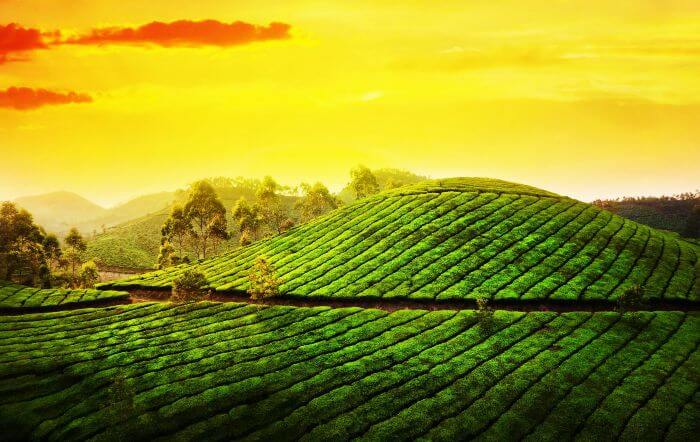 Lush green tea gardens at Blackberry Hills Retreat Spa, Munnar.
