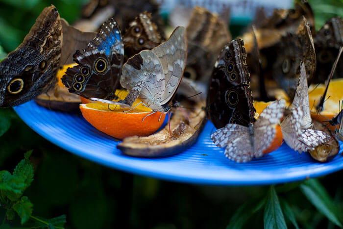 Butterflies at the Butterfly Conservatory of Goa