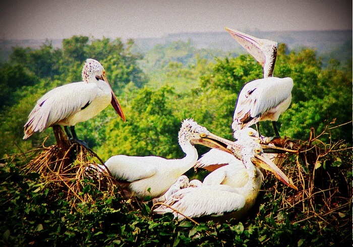 Birds inhabiting Nelapattu Bird Sanctuary