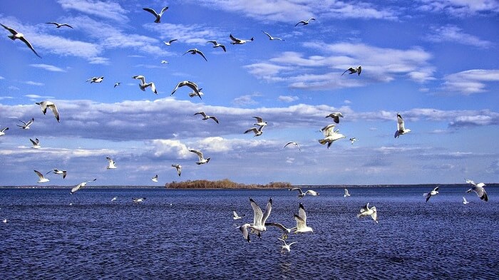 Birds flying over Pulicat Lake