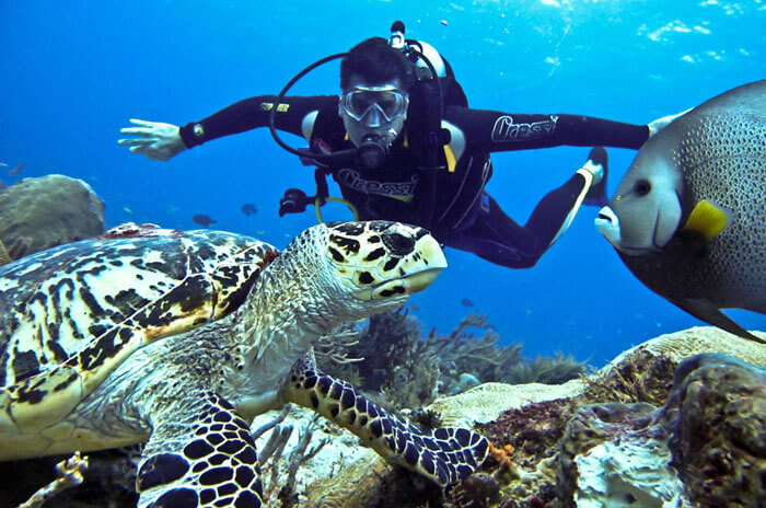 Image result for netrani island scuba diving cost