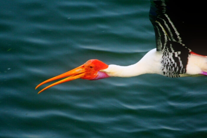 Vedanthangal Bird Sanctuary