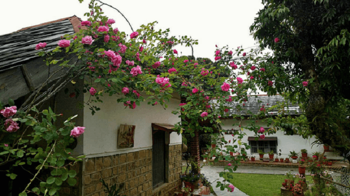 Darang Tea Estate in Palampur is one of the oldest tea plantations in India