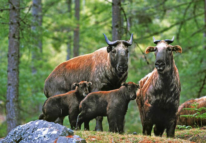 Family of Takin in Motithang Preserve during autumn season