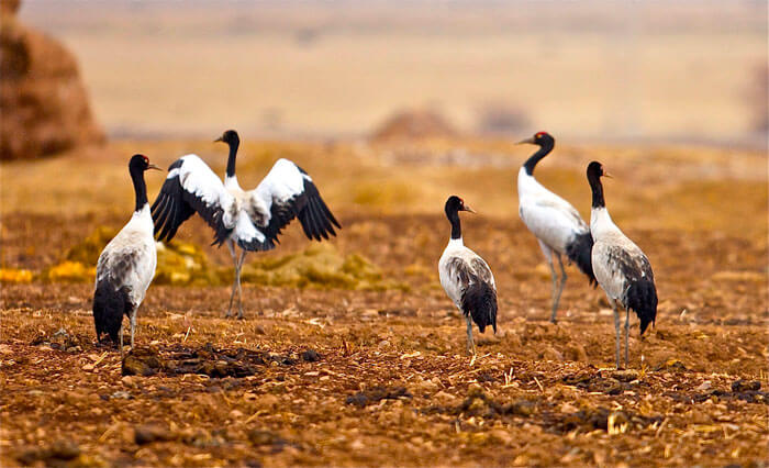 Exotic black-neck cranes at Phobjikha Valley in Bhutan