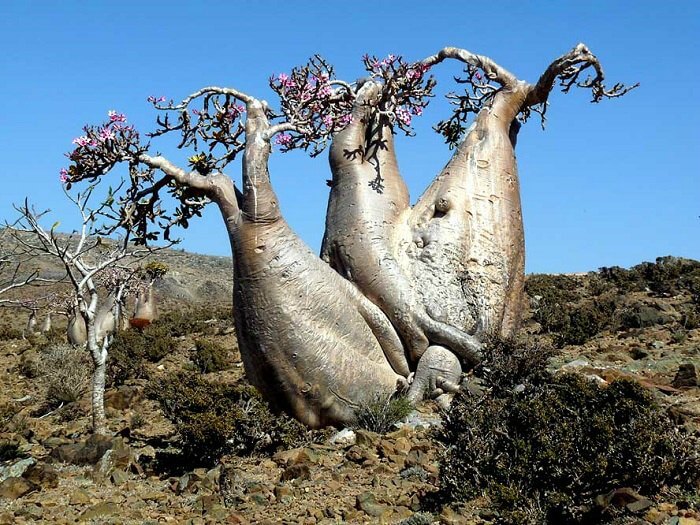 Desert rose at Socotra Island