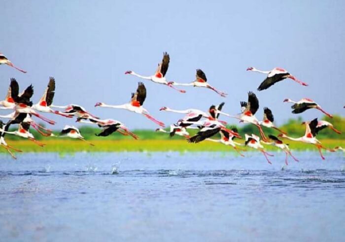 Birds flying over Nalsarovar