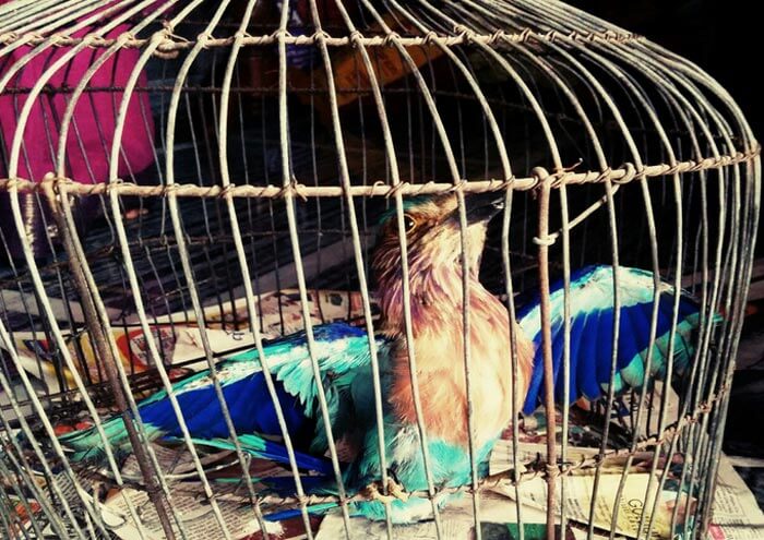 Traditional Durga Puja in Kolkata follows the ritual of setting free the Nilkontho bird