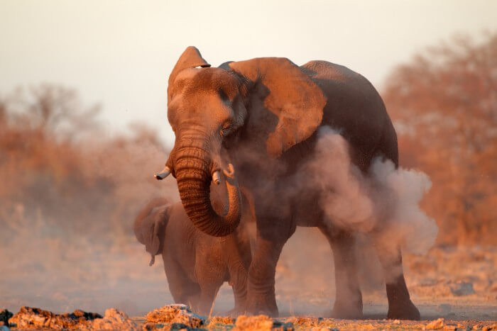 A large African elephant at Polokwane Game Reserve