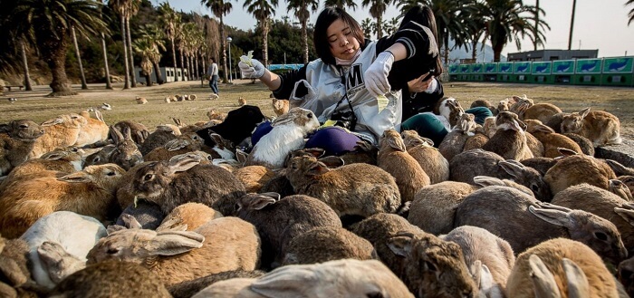 Rabbit Island in Japan - Copy