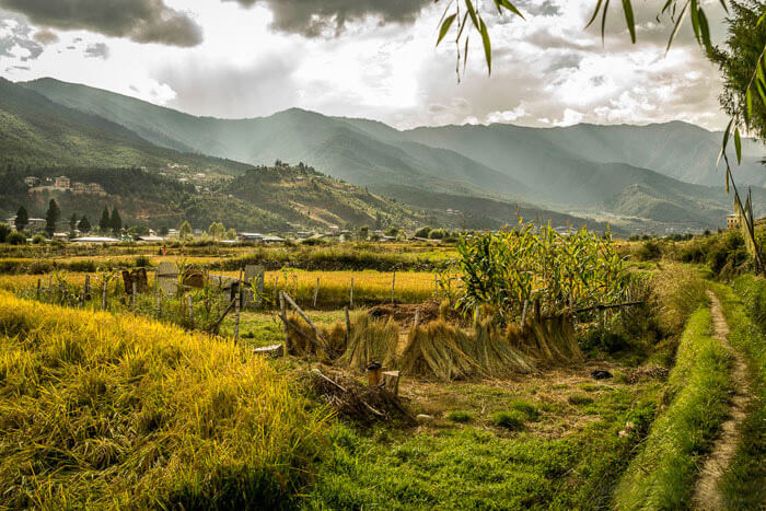 Golden rice fields in Bhutan at the time of harvesting in autumn season