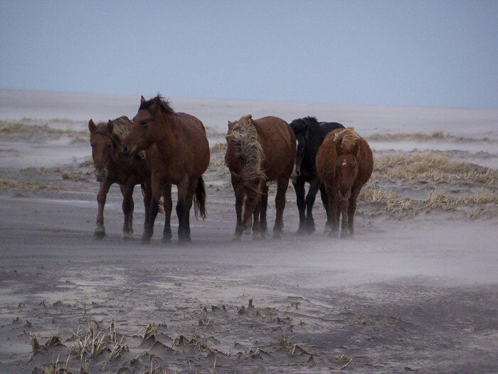 Sable Island in Nova Scotia2