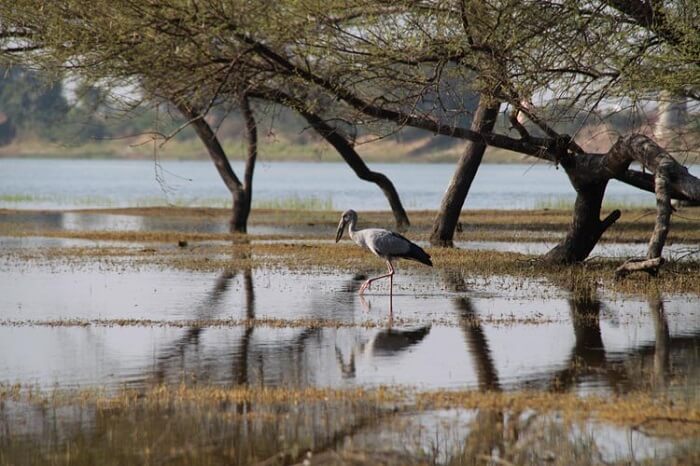 A bird resting in the Thol Lake Bird Sanctuary