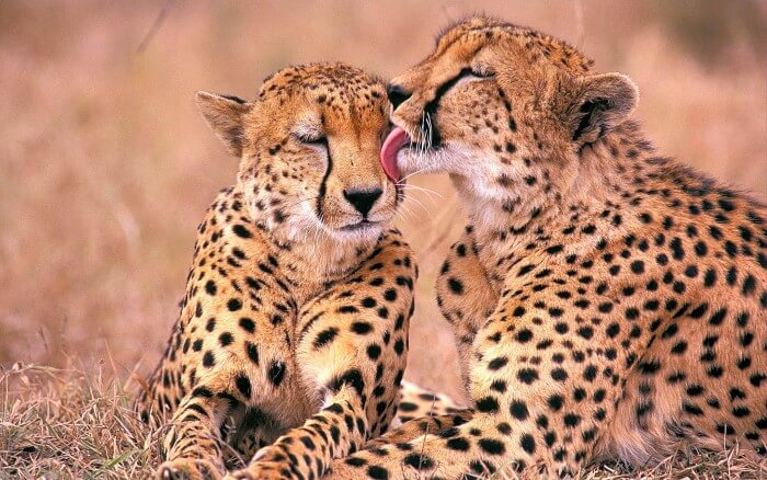 A pair of South African Cheetahs in Cheetah Reserve at Bloemfontein