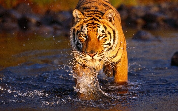 A tiger wanders at the Royal Bardia National Park in Nepal