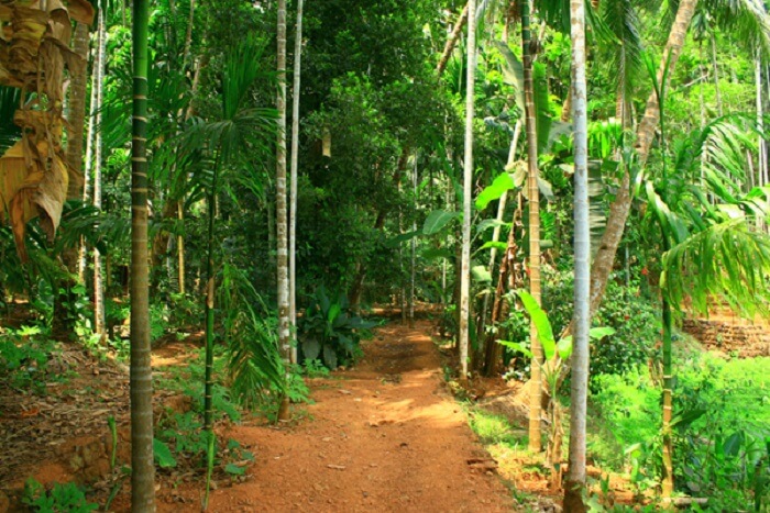 Spice Plantation