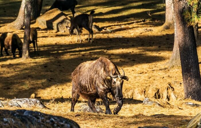 Motithang Takin Preserve