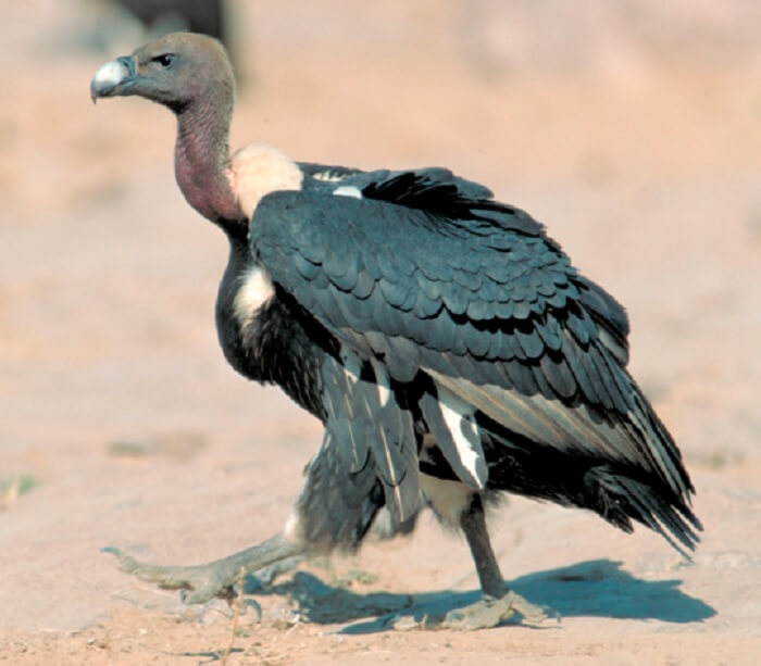 Extinct Vulture - Gyps Bengalensis