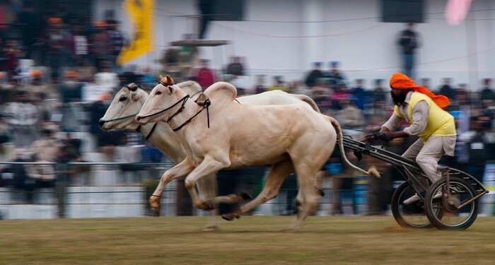 A local sportsman during Rural Olympics in Kila Raipur - One of the most unexplored places in India