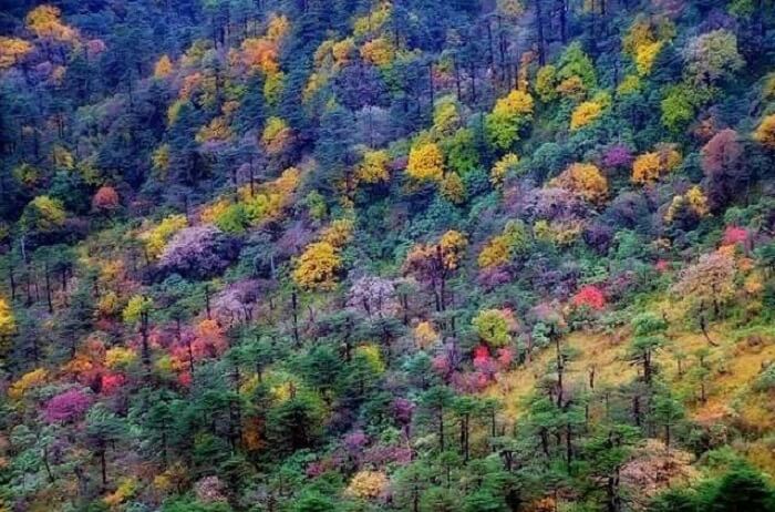 The colorful poisonous wolfsbane tree at the top of Sandakphu in Darjeeling