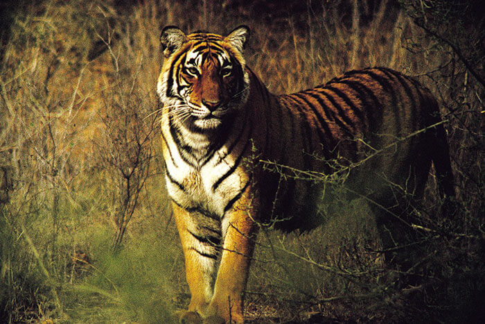 Meet the majestic tiger of Ranthambore Park on a road trip from Jaipur to Ramthambore