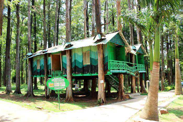 A treehouse at Araku Valley in Andhra Pradesh