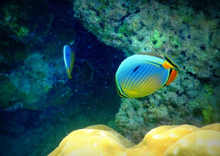 underwater while snorkeling in Andaman