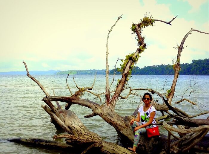 a picturesque tree in Andaman