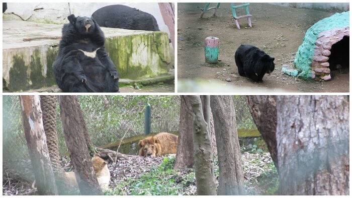 Bears and lions roaming in the Renuka Wildlife Sanctuary