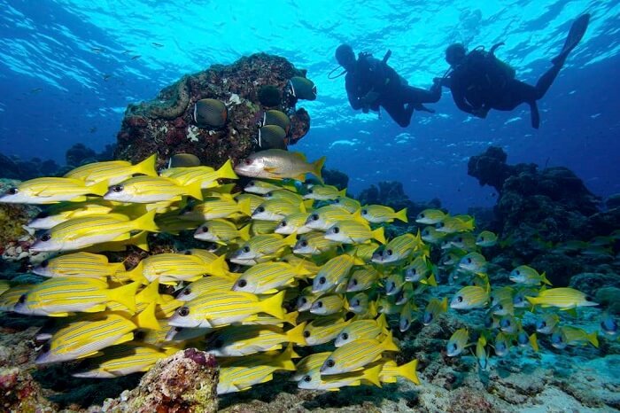 A couples goes for scuba diving in Maldives