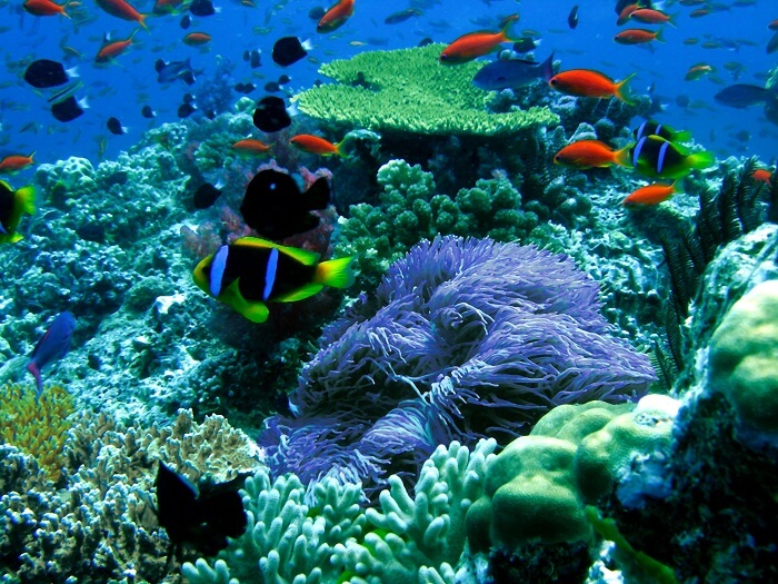 A beautiful view of the coral reef at the Namena Marine Reserve