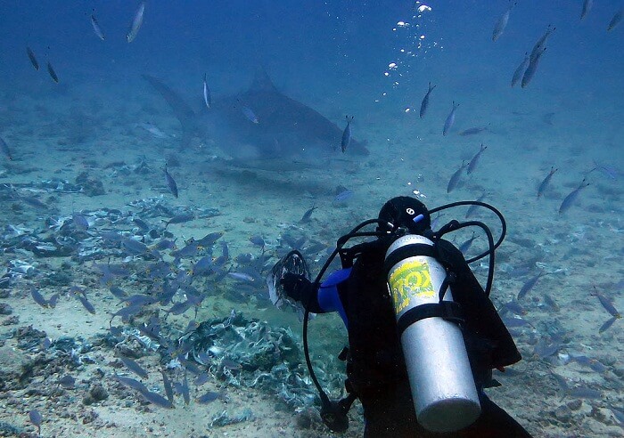 Tiger shark approaches diver on the bottom at Beqa Lagoon