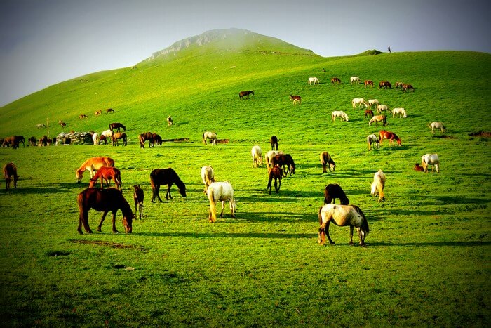 Cattles grazing in the beautiful green meadows of Ali Bugyal