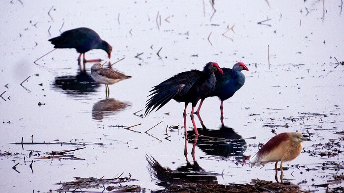 Rare exotic bird sighting in Alleppey is one of the best things to do in Alleppey