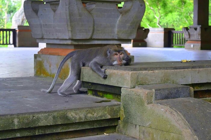 At the Monkey forest