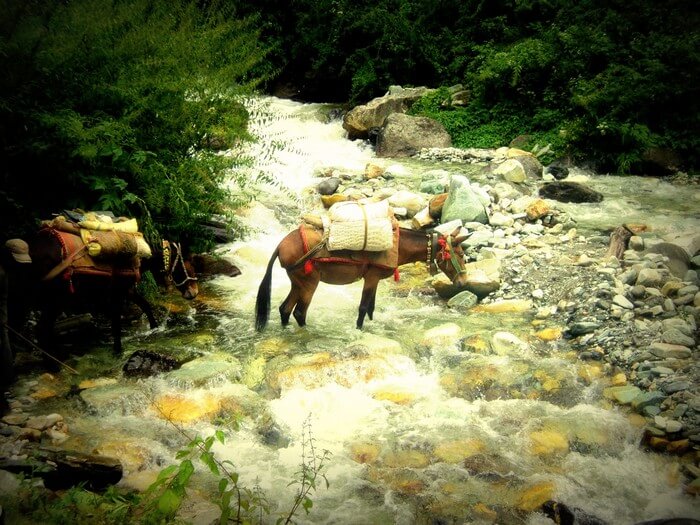 Mules are very helpful in carrying the weights on Roopkund trek