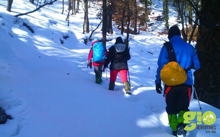 Trekkers walk on the snow covered trails on their Dodital Himalayan Winter trek
