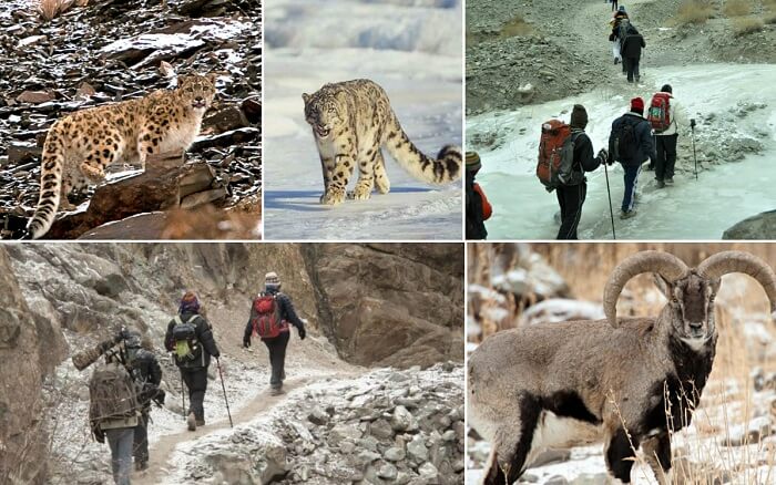 Scenes from the famous Snow Leopard winter trek in Himalayas