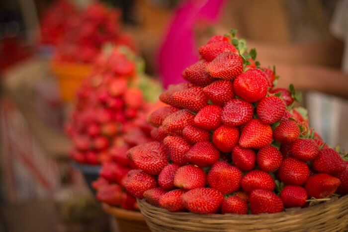 Strawberries being collected at a strawberry farm in Mahabaleshwar