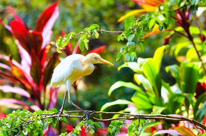 Cattle Egret Bird enjoying the sunshine time in Kuala Lumpur Bird Park