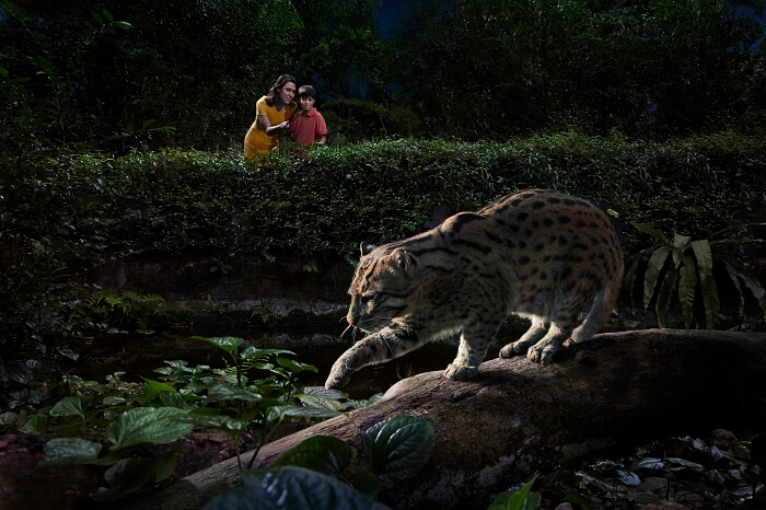 A fishing cat trying to attack an unsuspecting fish in Fishing Cat Trail while the tourists observe