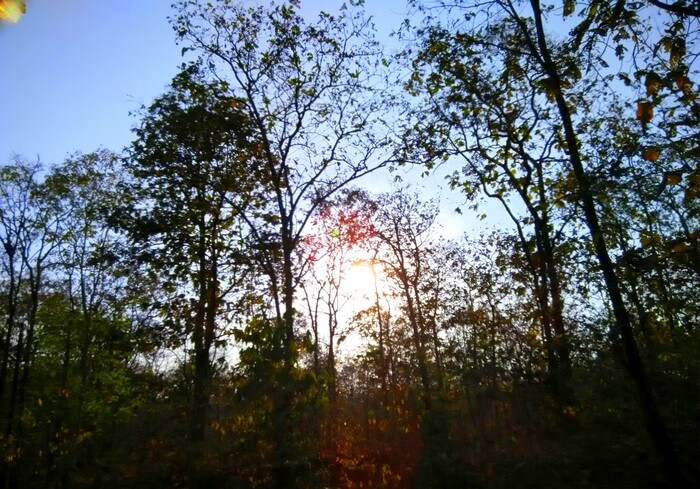Sunbeams penetrating through the trees