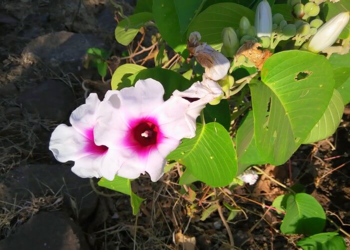 A flower symobilc of Karan's beautiul bike journey