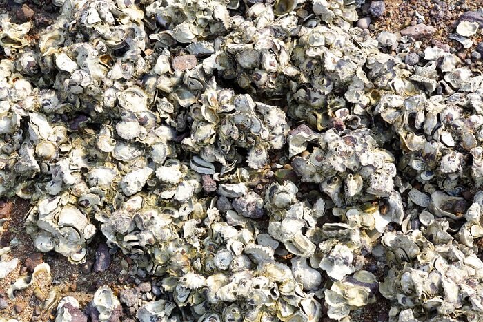 The eerie patterns shell carcass at Krabi Shell Cemetery