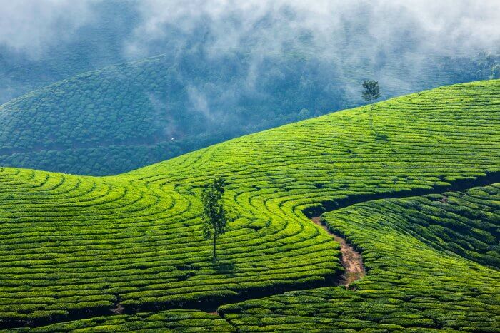 The splendid tea estates of Munnar