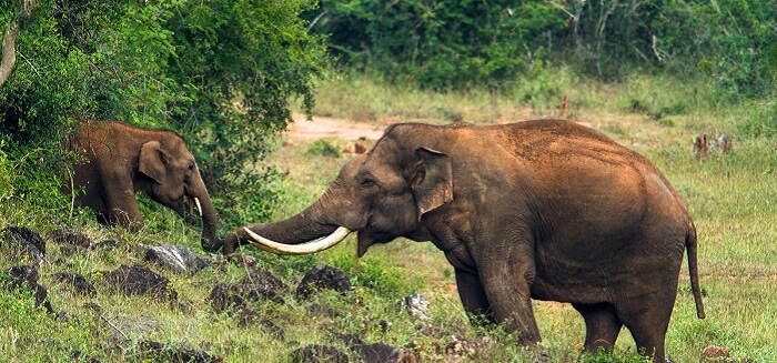 Elephants playing at the Neyyar Wildlife sanctuary