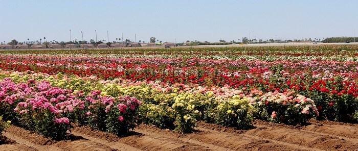 A blooming rose farm is one of the best places to visit in Pushkar