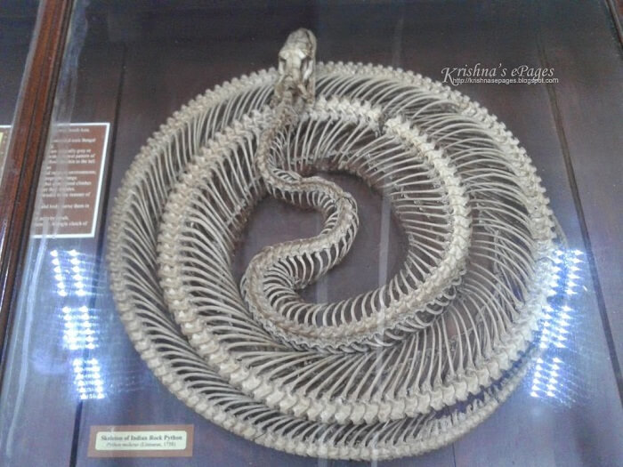 Skeleton of a Python on display at The Natural History Museum