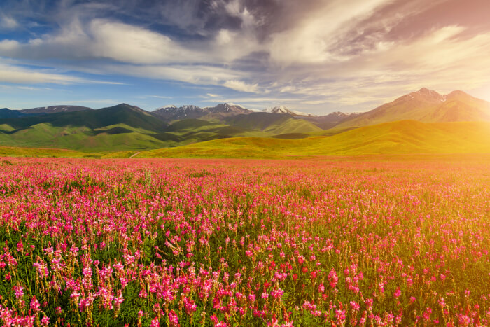 Trek To Valley Of Flowers In Uttarakhand